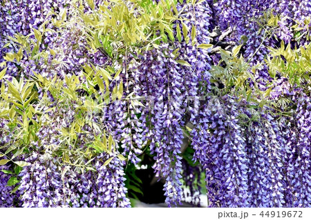 三鷹中原に咲くフジの花 三鷹中原に咲くフジの花 44919672