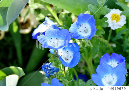 三鷹中原に咲く水色のネモフィラ 44919679