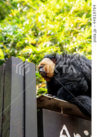 シロガオサキ 44919764