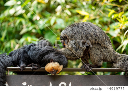 シロガオサキ 44919775