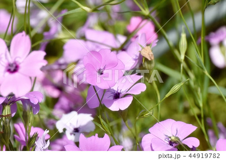 三鷹中原に咲く紫のハマナデシコ 44919782
