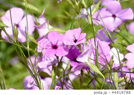 三鷹中原に咲く紫のハマナデシコ 44919788