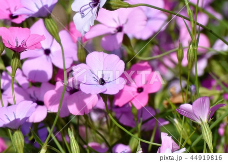 三鷹中原に咲く紫のハマナデシコ 44919816