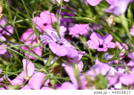 三鷹中原に咲く紫のハマナデシコ 44919817