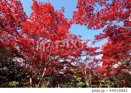 札幌　平岡樹芸センターの紅葉トンネル 44919882