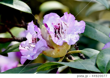 三鷹中原に咲く薄紫色のシャクナゲ 44920077