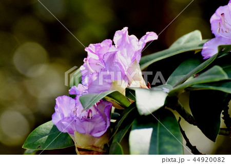 三鷹中原に咲く薄紫色のシャクナゲ 44920082