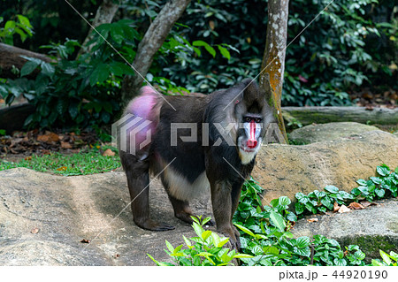 マンドリル 44920190