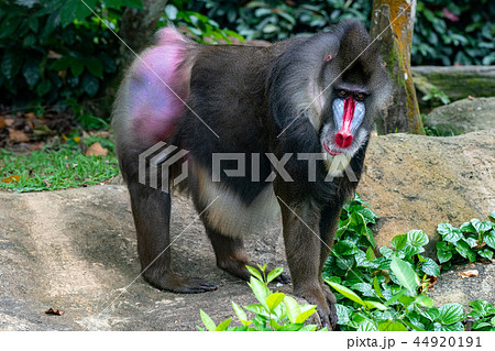 マンドリル マンドリル 44920191