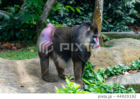 マンドリル マンドリル 44920192