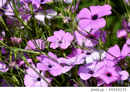 三鷹中原に咲く紫のハマナデシコ 44920235