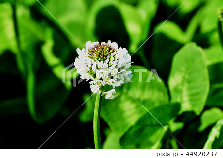 三鷹中原に咲く白クローバー 44920237