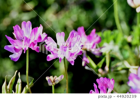 三鷹中原に咲くレンゲ（ゲンゲ） 44920239