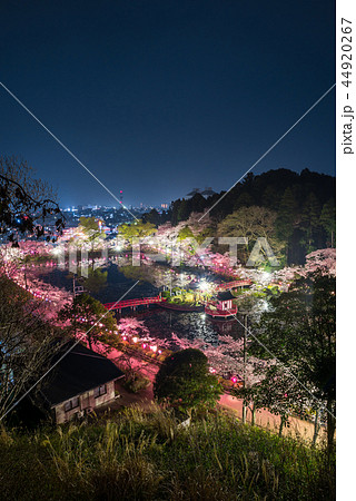 茂原公園 夜桜ライトアップと街並み夜景 千葉県茂原市 18年3月撮影の写真素材