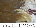 鮭の遡上 44920443