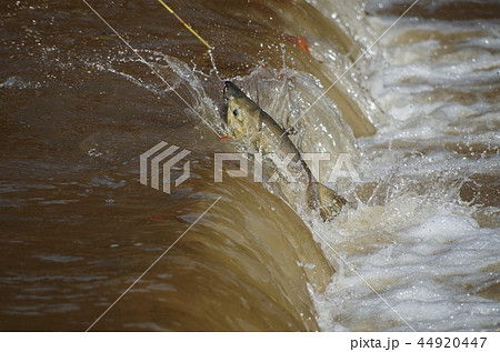 鮭の遡上 44920447