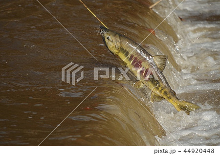 鮭の遡上 44920448