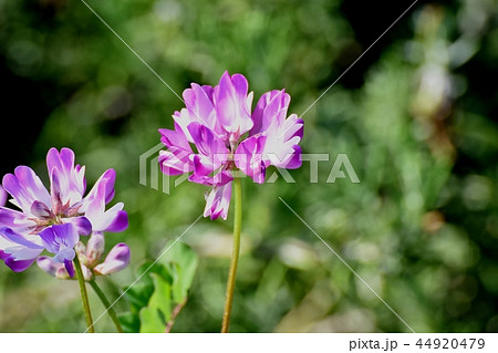 三鷹中原に咲くレンゲ（ゲンゲ） 44920479