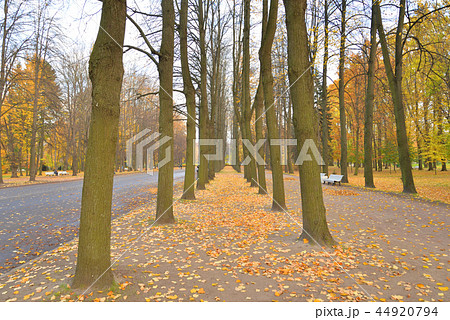 Alley in park at autumn. 44920794