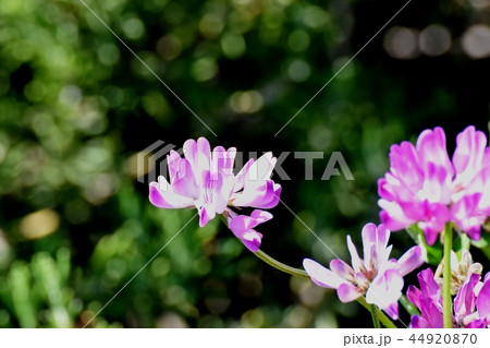 三鷹中原に咲くレンゲ（ゲンゲ） 44920870
