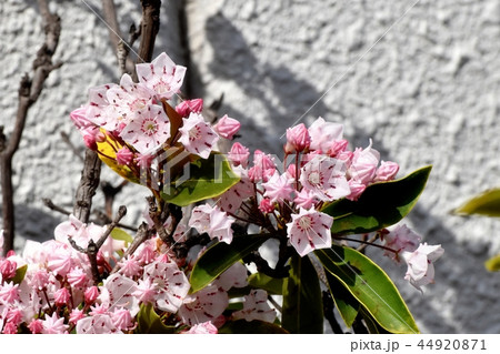 三鷹中原に咲くカルミア(アメリカシャクナゲ) 三鷹中原に咲くカルミア(アメリカシャクナゲ) 44920871