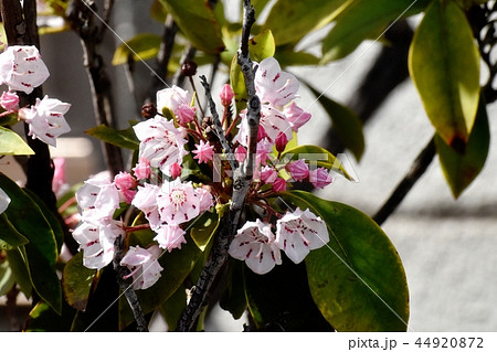 三鷹中原に咲くカルミア（アメリカシャクナゲ） 44920872