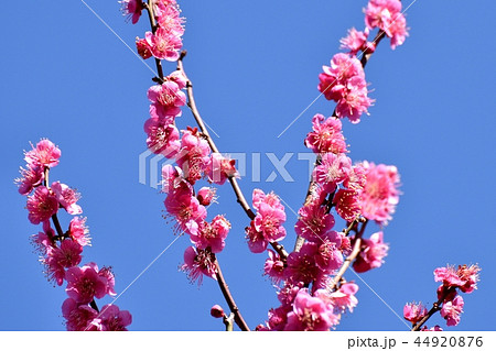 仙川に隣接する公園のコウバイ（紅梅） 44920876