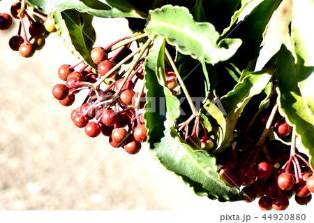三鷹中原になる未完熟なマンリョウの実 三鷹中原になる未完熟なマンリョウの実 44920880
