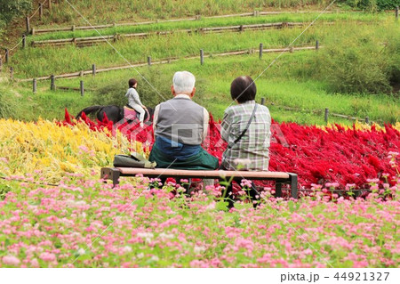 ケイトウ花畑と老夫婦 ケイトウ花畑と老夫婦 44921327