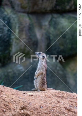 ミーアキャット 44921562