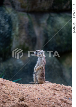 ミーアキャット 44921564