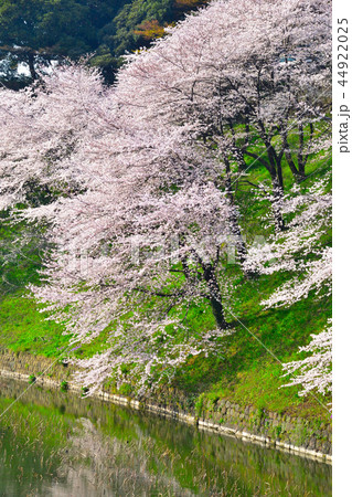 桜景　皇居　牛ヶ淵 44922025