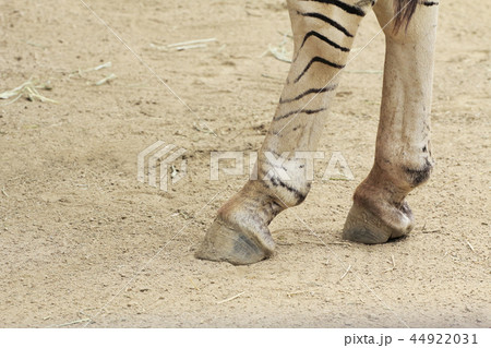 シマウマの足の写真素材