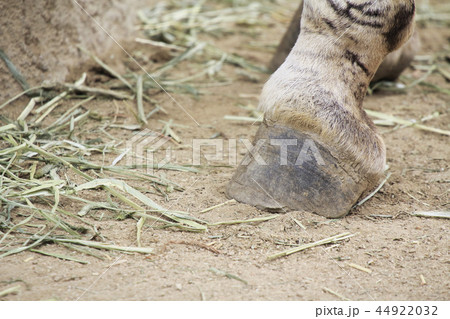 シマウマの蹄 44922032