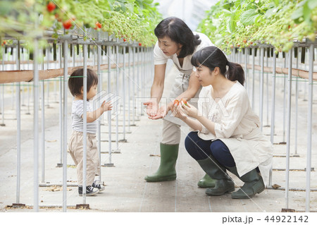 イチゴ農家 家族 イチゴ農家 家族 44922142