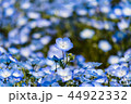 ネモフィラ 44922332