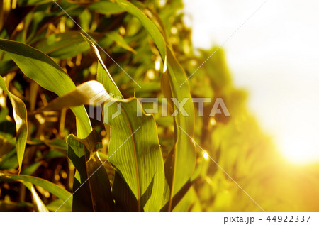 Green Corn Field summer sunny day in Uklraine 44922337