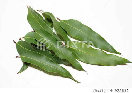 レモンユーカリ 44922615