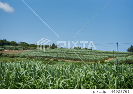 沖縄の雄大な田園風景 沖縄の雄大な田園風景 44922761
