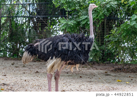 ダチョウ ダチョウ 44922851