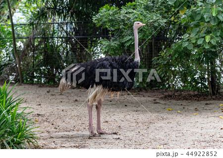 ダチョウ 44922852