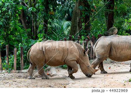 サイ サイ 44922969