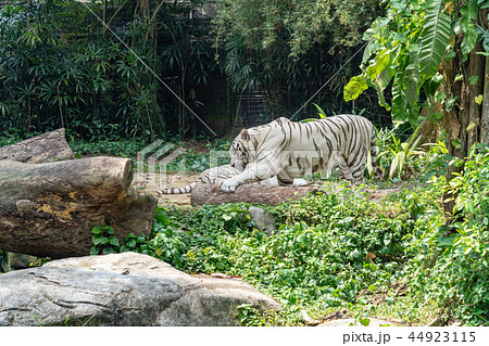 ホワイトタイガー 44923115