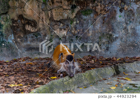 アカカワイノシシ 44923294