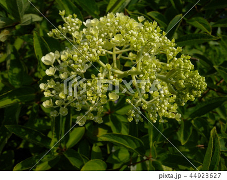 ミナヅキ 44923627