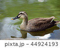 水面をスイスイ泳ぐ鴨 44924193
