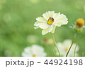 花に止まるミツバチ 44924198