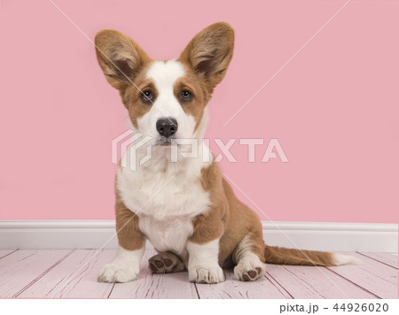 Cute sitting welsh pembroke corgi puppy Cute sitting welsh pembroke corgi puppy 44926020