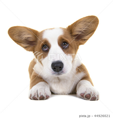 Brown and white welsh corgi pembroke puppy Brown and white welsh corgi pembroke puppy 44926021