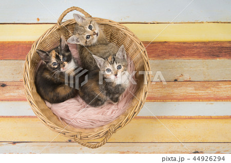 Three cute baby cat kittens in a wicker basket 44926294